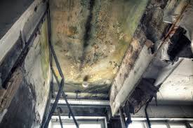 Best Commercial Mold Inspection  in Hernando, FL